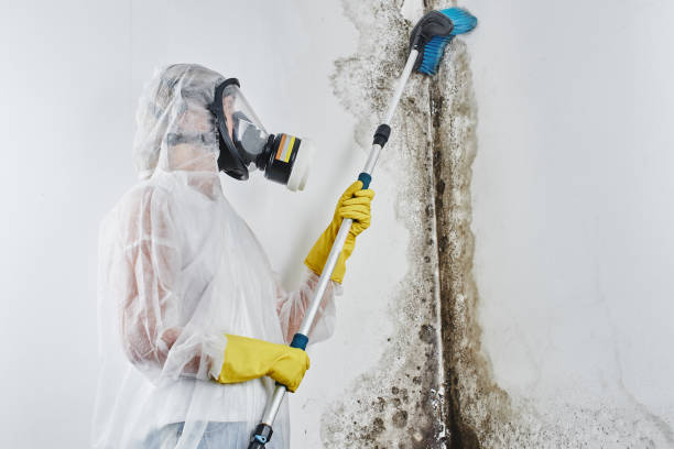 Best Water Damage & Mold Remediation  in Jal, NM